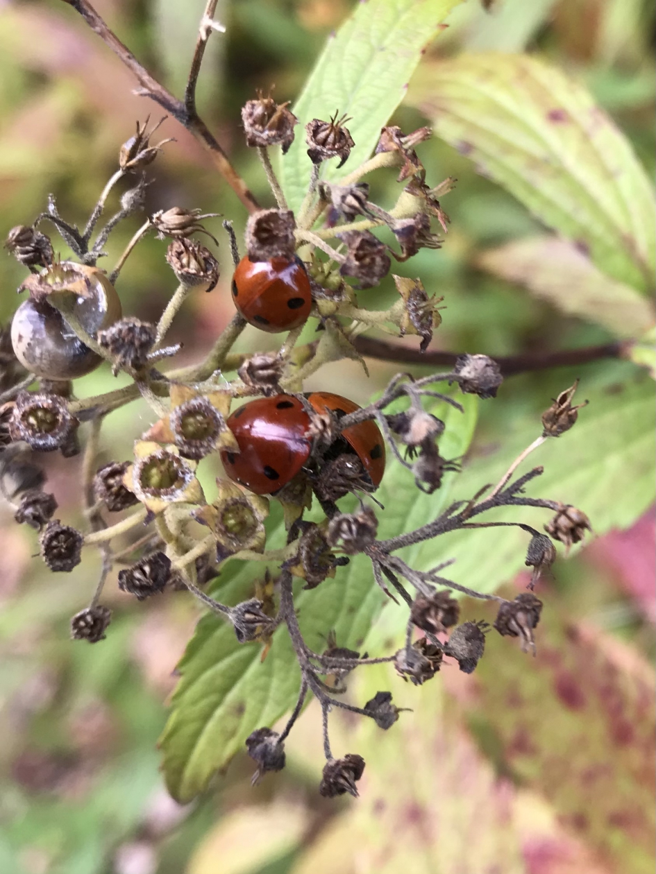 Drie lieveheersbeestjes en een slakje - Geleedpotigen - 