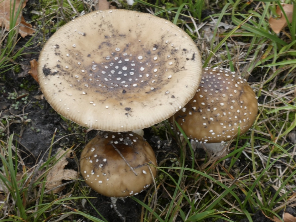 Tafel met stoeltjes - Schimmels - 