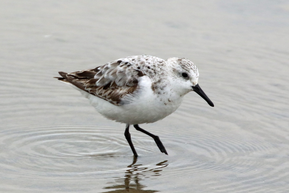 Drieteenstrandloper - Vogels - 
