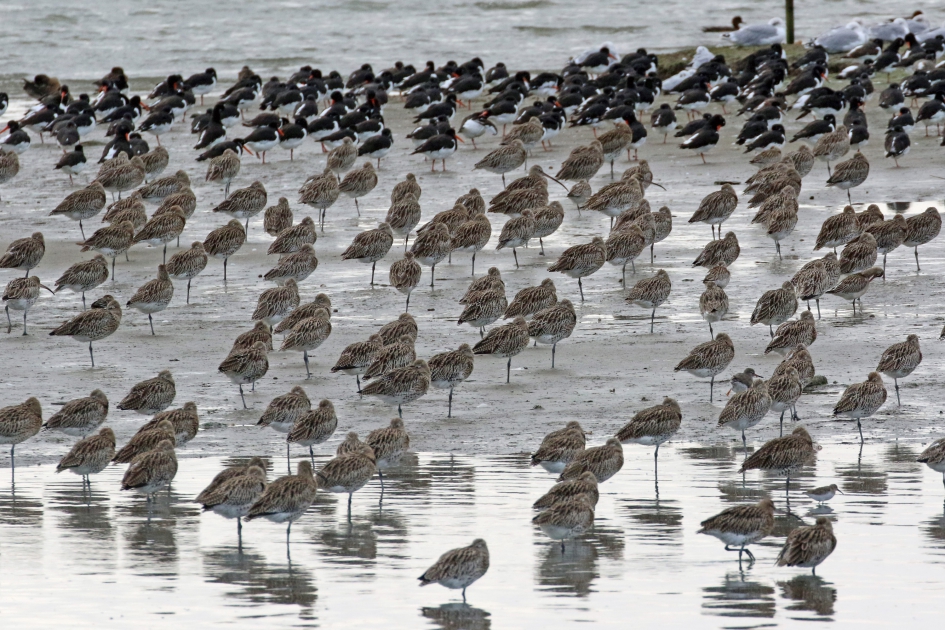Drukte aan de kust - Vogels - 