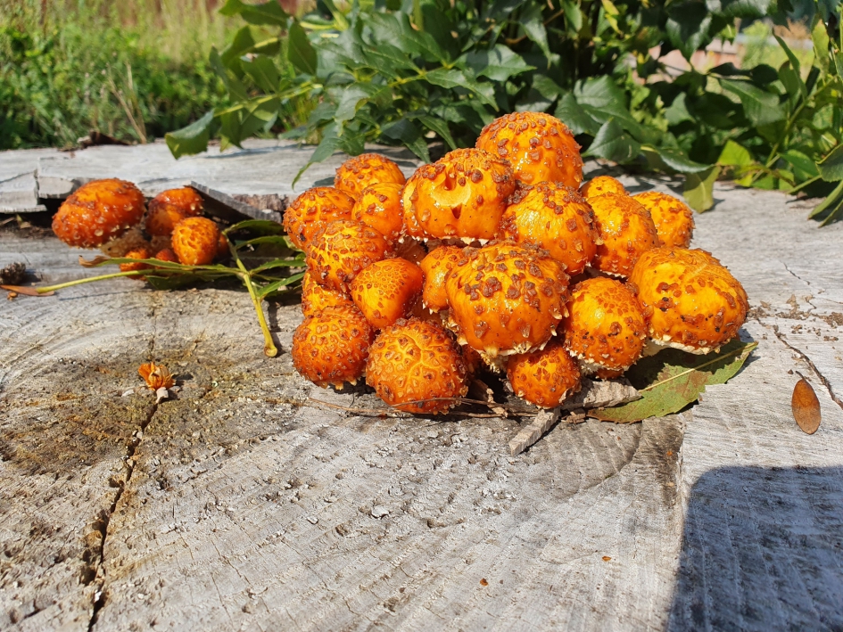 Dubbelganger bundelzwam - Schimmels - 