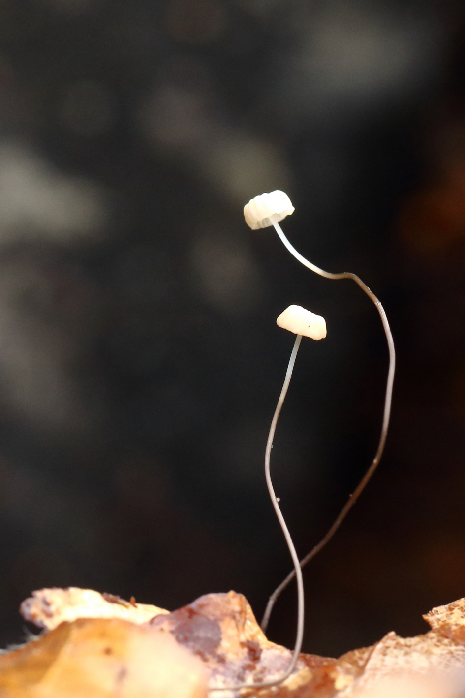 dwergwieltjes - Schimmels - dwergwieltje