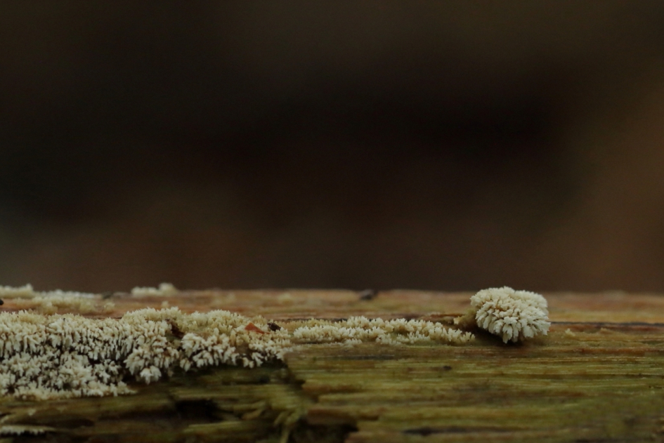 een hangkommetje misschien? - Schimmels - 