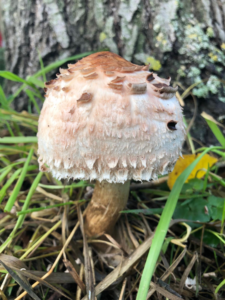 een jonge parasolzwam - Schimmels - parasolzwam