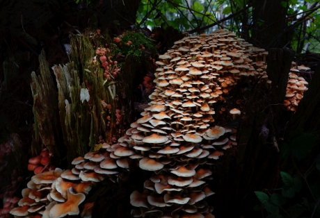 een paddenstoelensprookjesbos