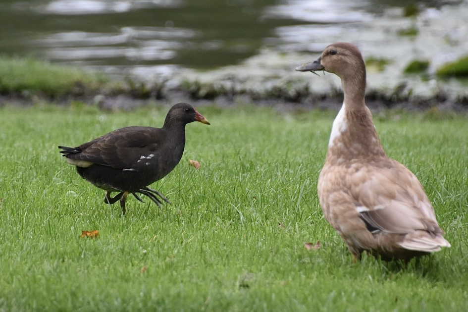Eend en waterhoentje - Vogels - 