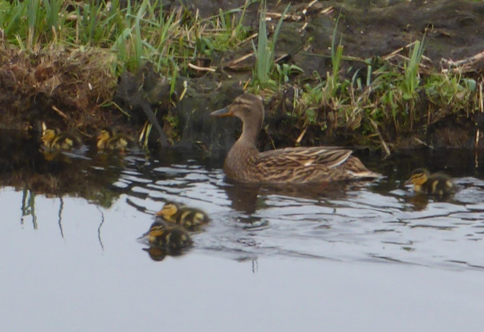 Eend met pullen - Vogels - 
