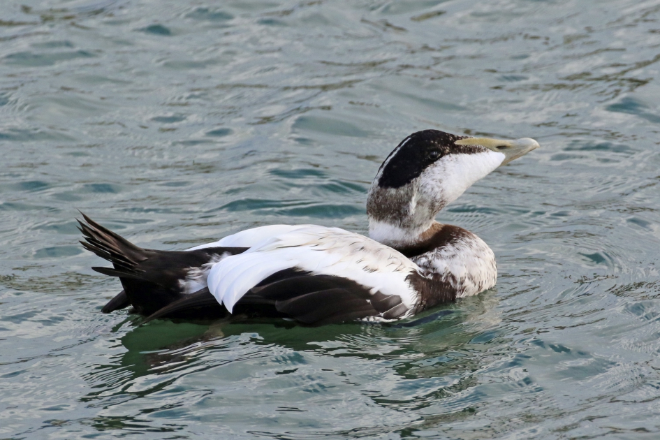 Eider - Vogels - 