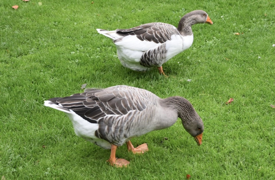 Er zijn er nog maar twee... - Vogels - 