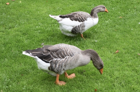 Er zijn er nog maar twee...