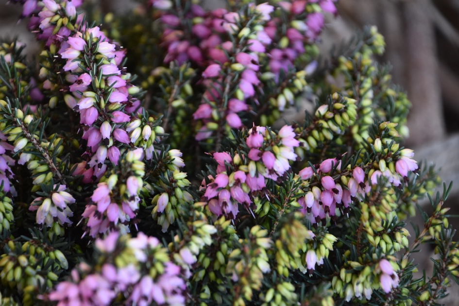 Erica - Planten - 