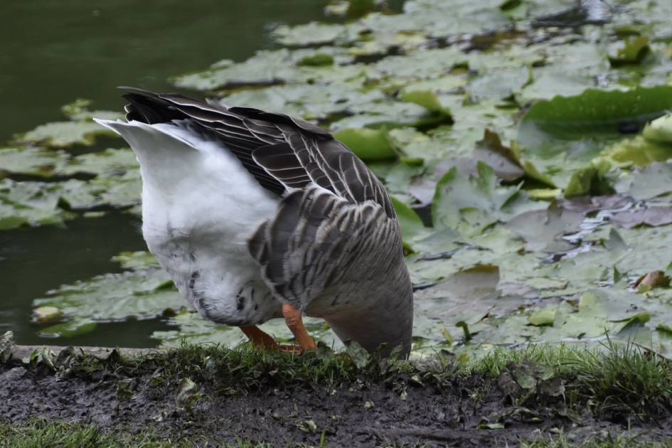 Even  wat drinken in de vijver.. - Vogels - 