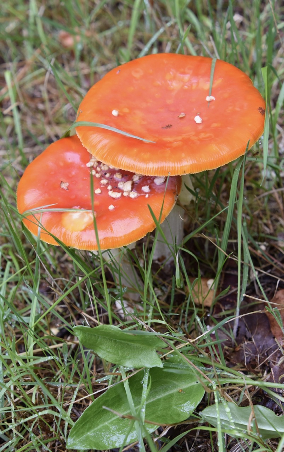 Even schuilen - Schimmels - Vliegenzwam