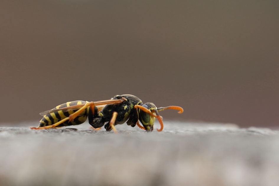 Franse veldwesp - Geleedpotigen - Franse veldwesp