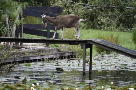 Geit bovenop het bruggetje