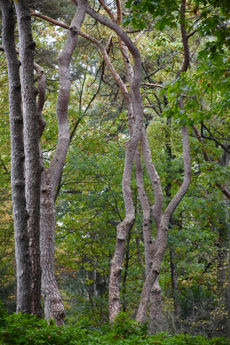 Gekronkeld - Planten - 