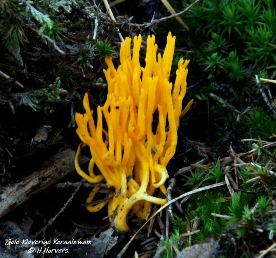 Gele kleverige Koraalzwam - Schimmels - Gele kleverige Koraalzwam