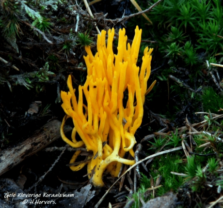 Gele kleverige Koraalzwam