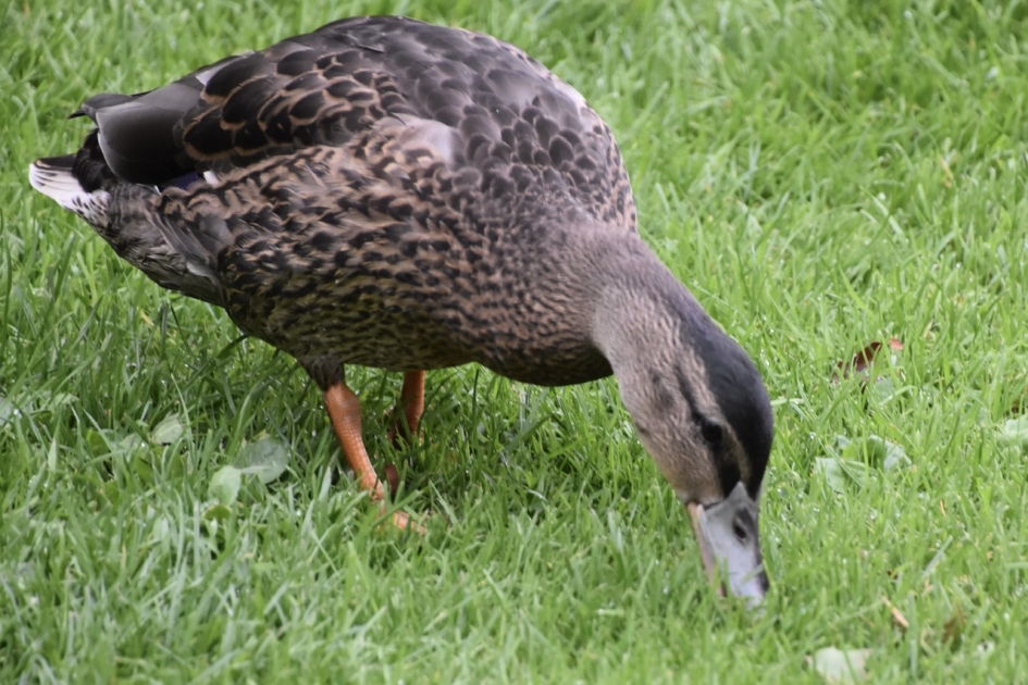 Gemeenteeend - Vogels - 