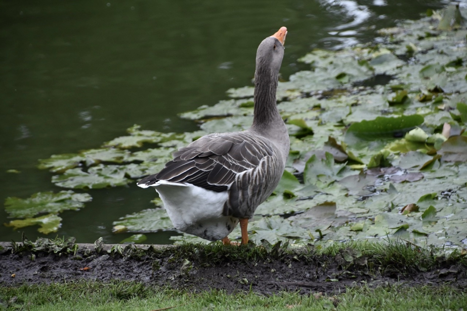 Gemeentegans aan het drinken in de vijver - Vogels - 