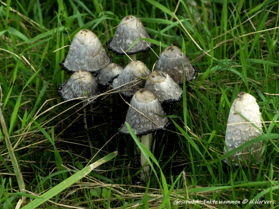 Geschubde Inktzwammen. - Schimmels - Geschubde Inktzwammen.