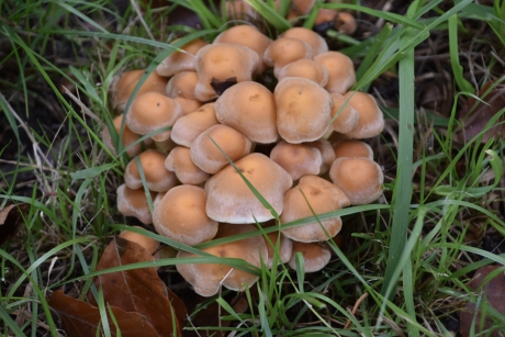 Gestapelde paddenstoelen