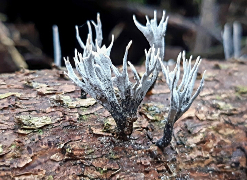 Geweizwam - Schimmels - Geweizwam