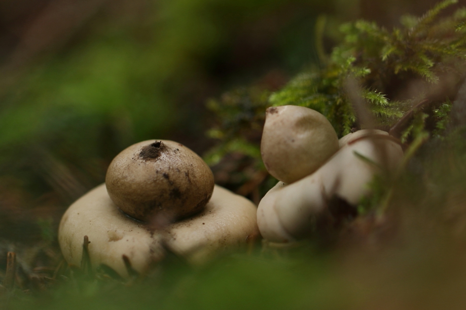 gewimperde aardster - Schimmels - gewimperde aardster