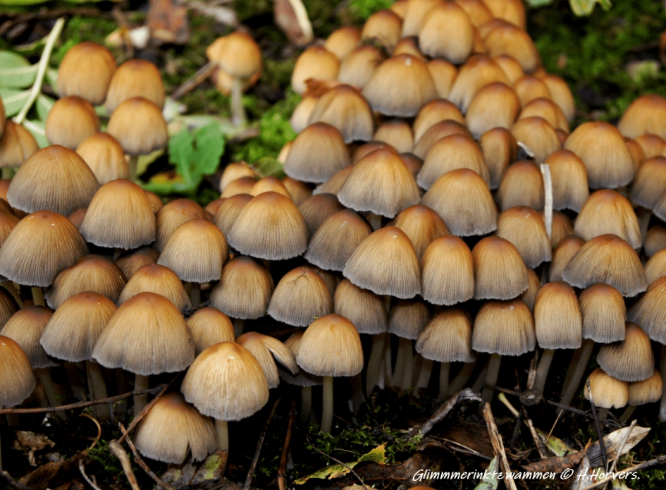 Gewone Glimmerinktzwammen - Schimmels - Gewone Glimmerinktzwammen