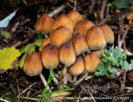 Gewone Glimmerinktzwammen