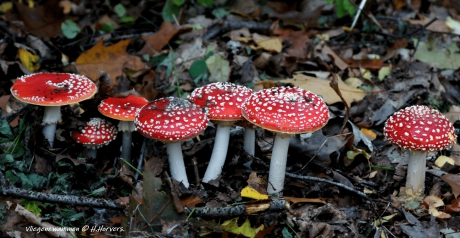 Groepje Vliegenzwammen.