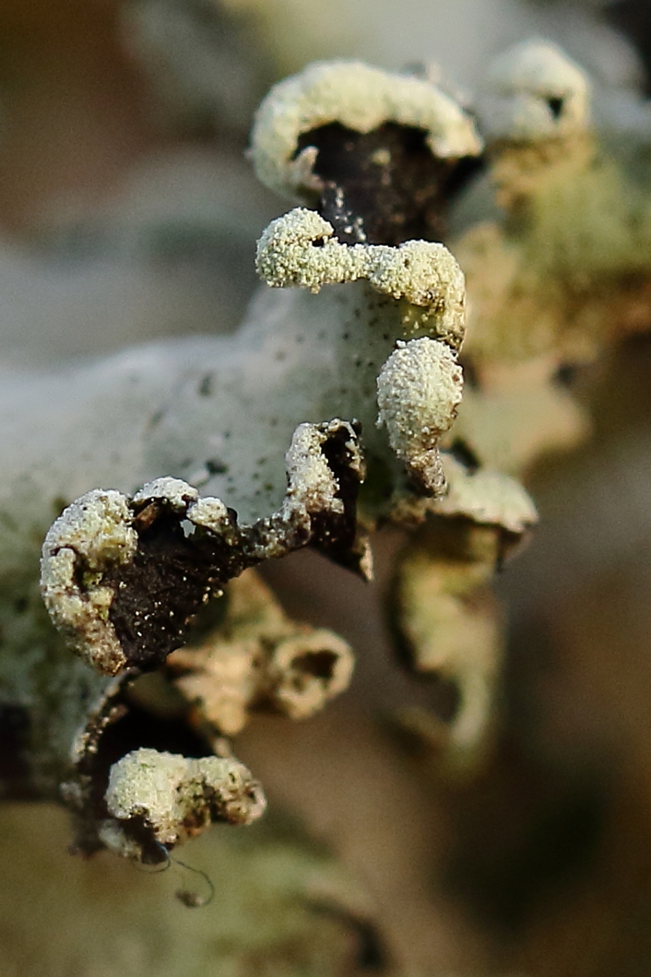 groot schildmos - Planten - groot schildmos