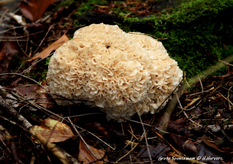 Grote Sponszwam - Schimmels - Grote Sponszwam