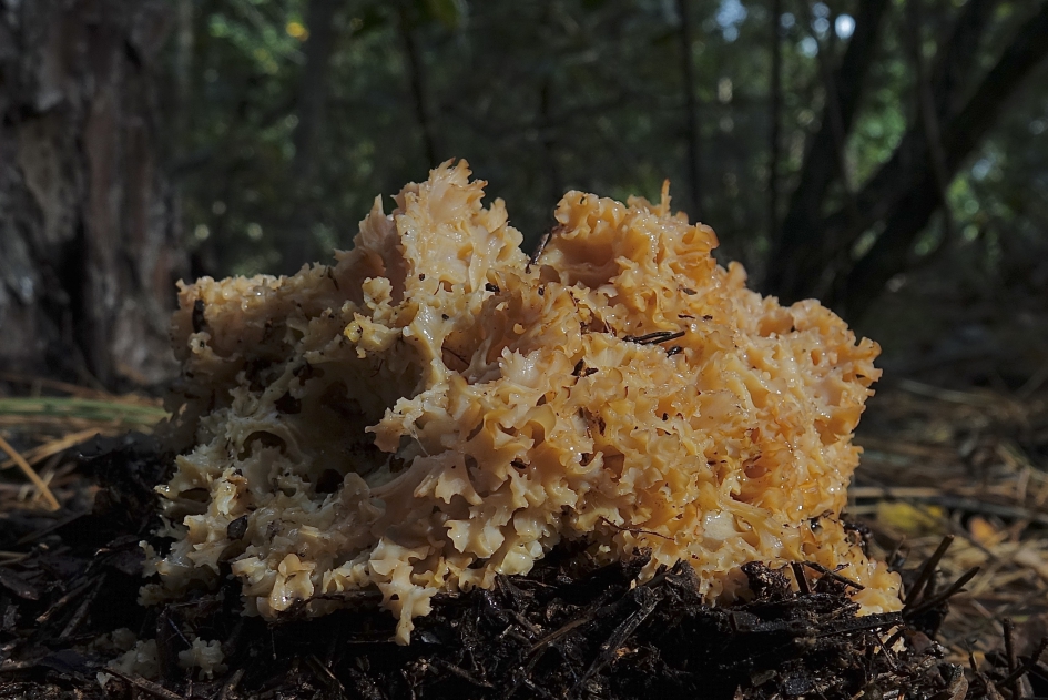 Grote Sponszwam - Schimmels - Grote Sponszwam