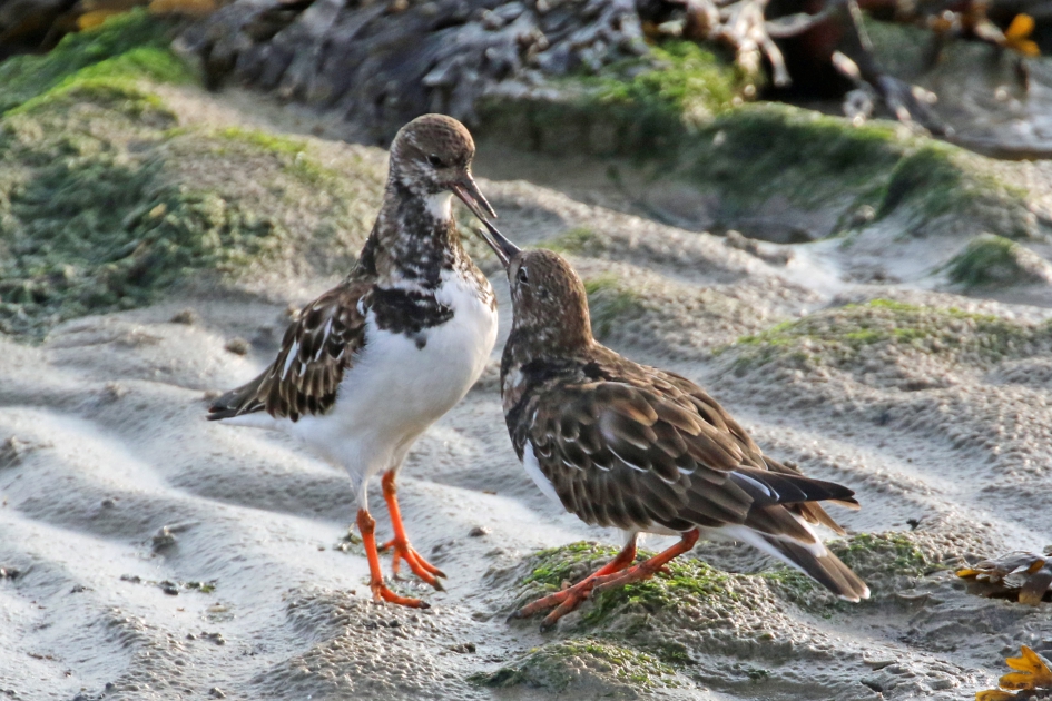 Had je wat? - Vogels - 