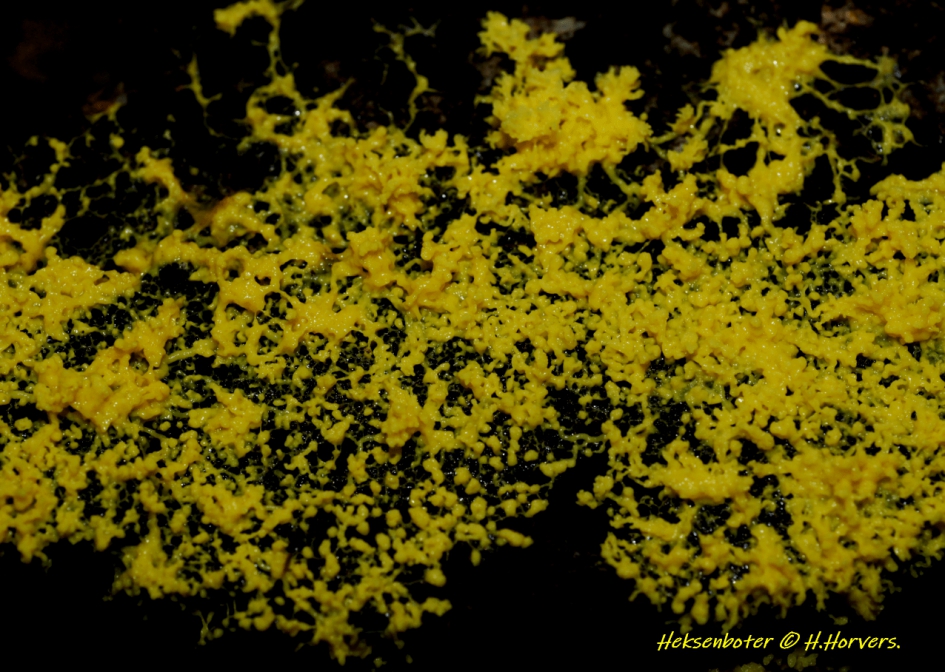 Heksenboter. - Schimmels - Heksenboter.