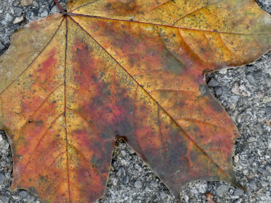 Herfst 2 - Planten - 