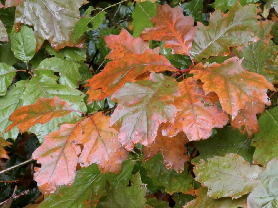 Herfst en nattigheid - Planten - 