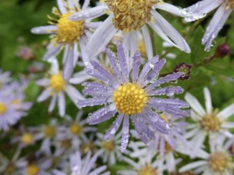 Herfstasters na de regen
