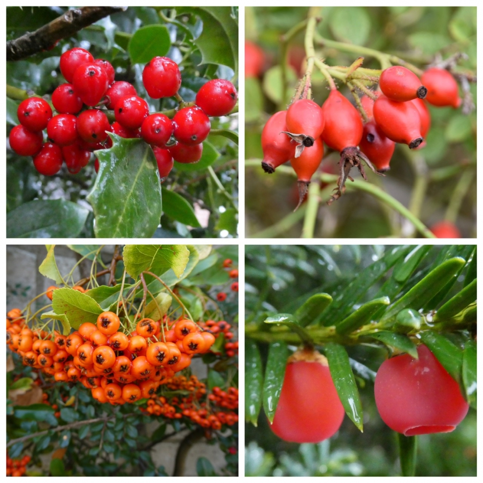 Herfstbessen - Planten - 