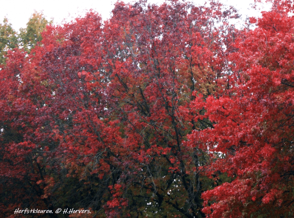 Herfstkleuren - Weer en landschap - Herfstkleuren