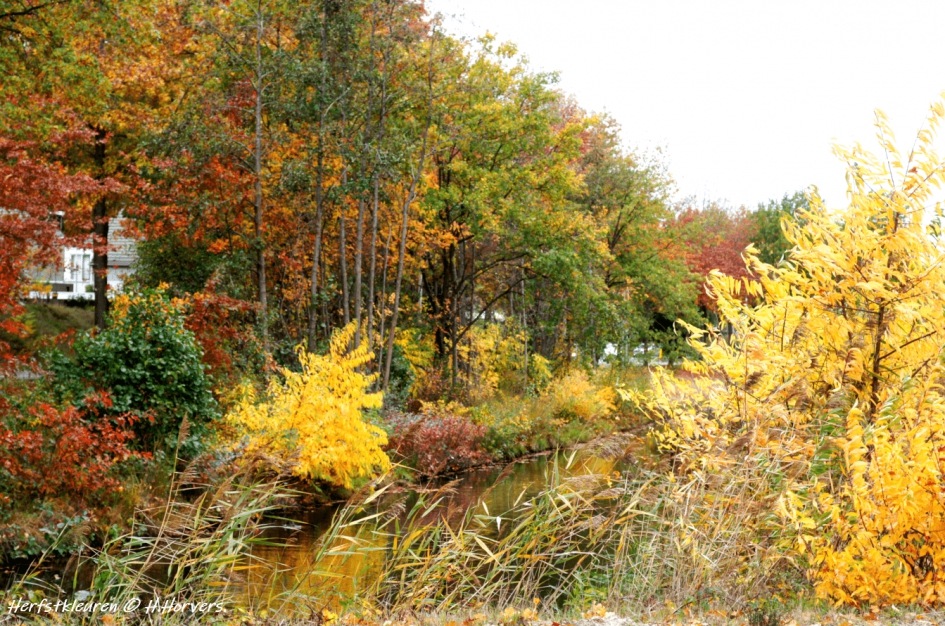 Herfstkleuren - Weer en landschap - Herfstkleuren