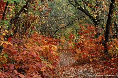 Herfstkleuren