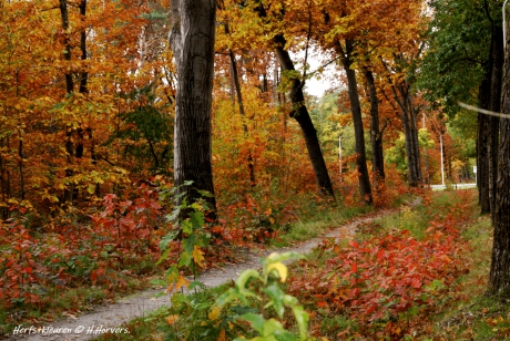 Herfstkleuren