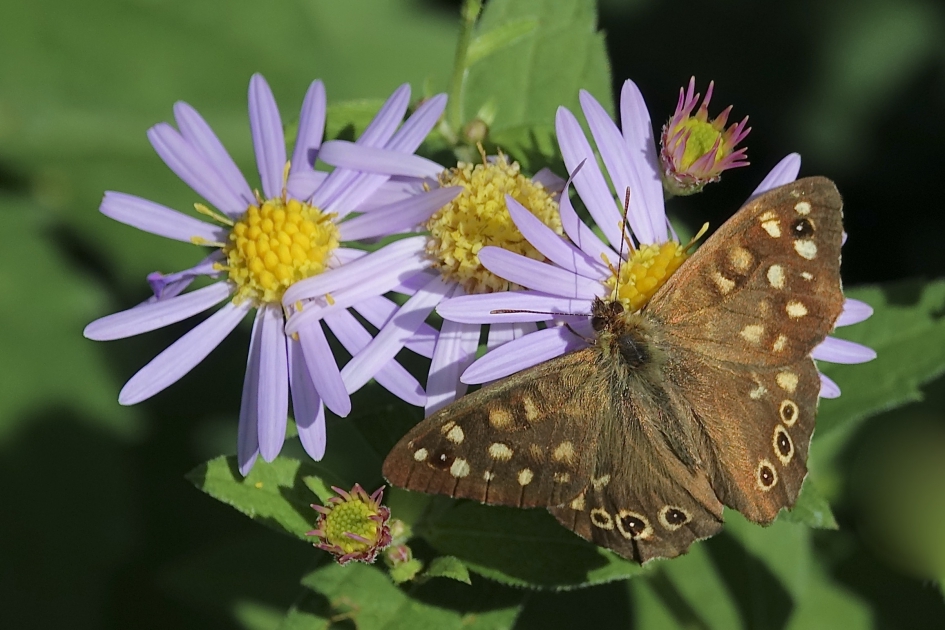 Herfstvlinder - Geleedpotigen - Bont Zandoogje