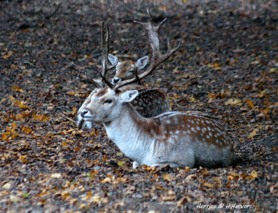 Hertjes - Zoogdieren - Hertjes