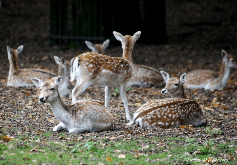 Hertjes - Zoogdieren - groepje hindes