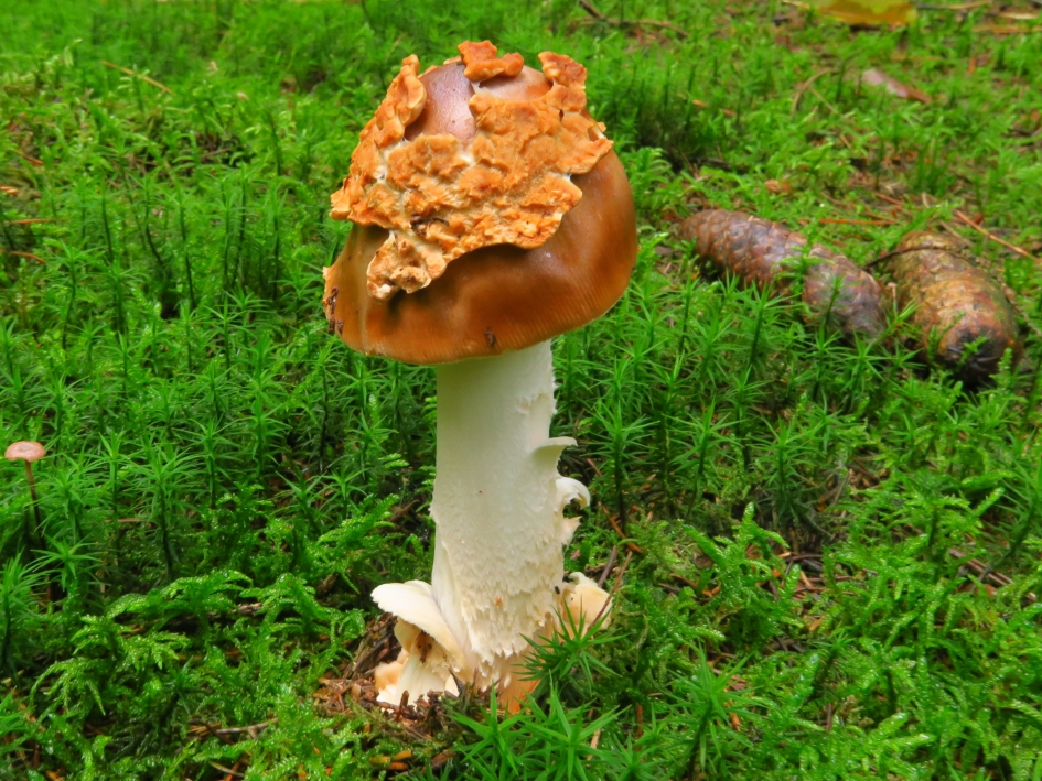 Hoed verloren - Schimmels - 