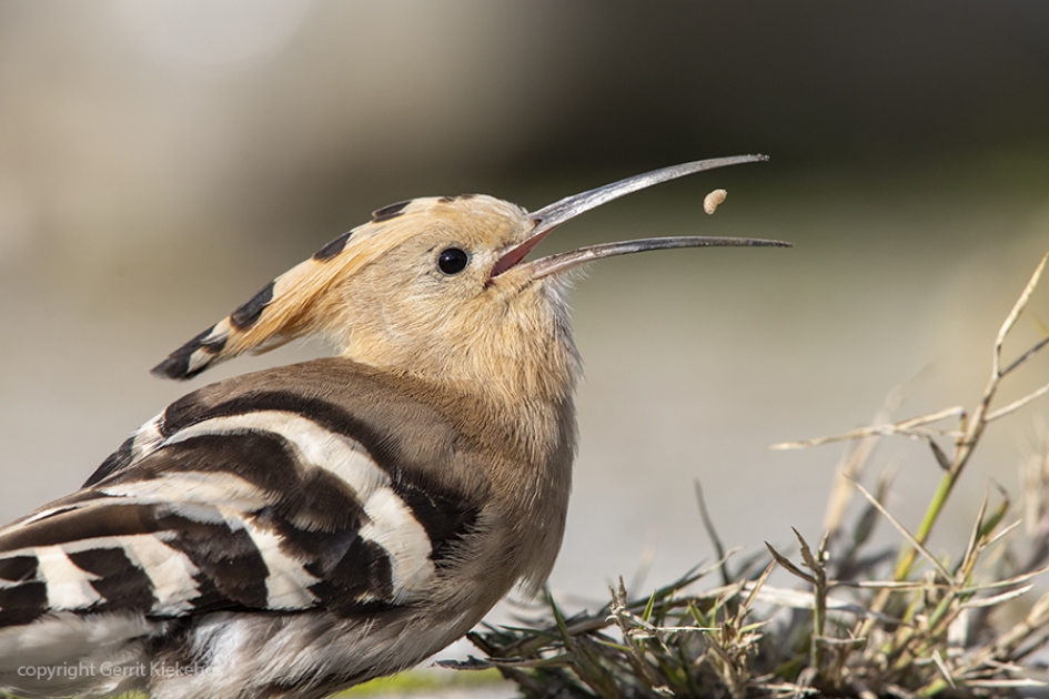 hop vangt vliegenmaden. - Vogels - hop