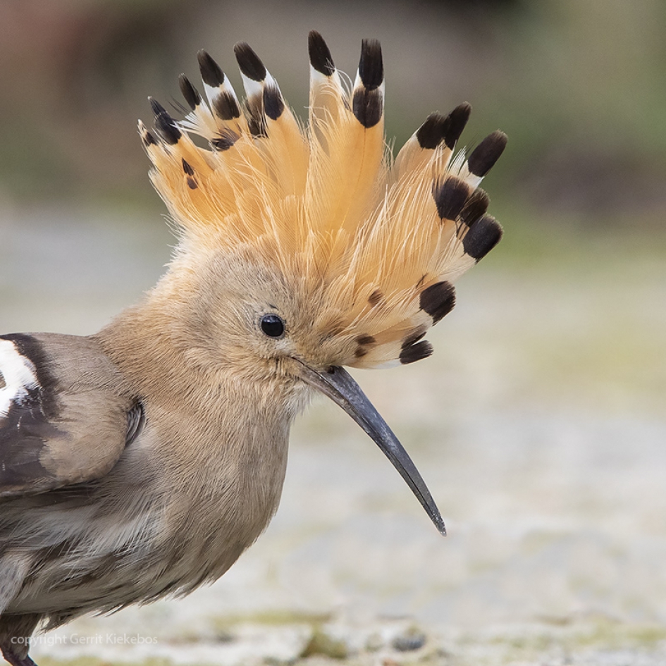 Hop zet kuif op - Vogels - hop